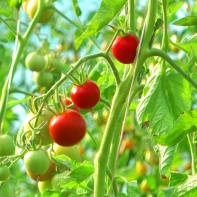 Reife Bio-Tomaten im Gewächshaus der Shumeis im Spätsommer 2012