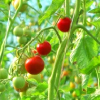Reife Bio-Tomaten im Gewächshaus der Shumeis im Spätsommer 2012