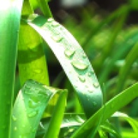 Regentropen auf den Blättern einer Schmucklilie im Frühjahr 2012