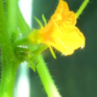 Blüte einer Gurkenpflanze im Frühjahr 2012